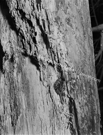 TREE CREEPER ROOSTS